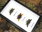 Bug combination 3