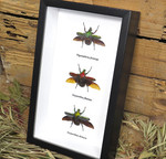 Bug combination 3