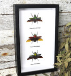 Bug combination 3