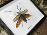 Batocera hercules