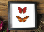 Dryas julia + Cymothoe sangaris