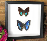 Doxocopa cherubina + Anaea cyanea