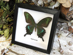 Papilio maackii