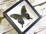 Papilio maackii