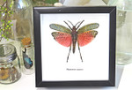 Phymateus saxosus Framed grasshopper Bits & Bugs 