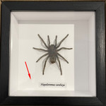 Hapalotremus carabaya #55 ( special )