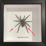 Hapalotremus carabaya #55 ( special )