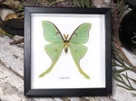 Actias luna 
