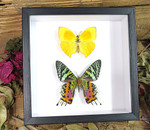 Chrysiridia ripheus + Phoebis rurina