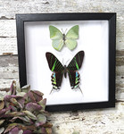 Urania leilus + Charaxes eupale