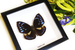 Framed butterlies  for sale Australia 