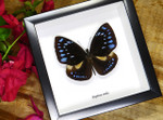 Framed butterlies  for sale Australia 