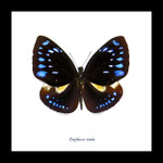 Framed butterlies  for sale Australia 