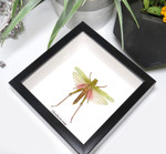 BALG Chondracris rosea 3