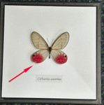 Cithaerias aurorina # 76  ( special )