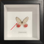 Cithaerias aurorina # 76  ( special )