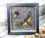 Acherontia atropos AKA Death's-head moth gothic rose
