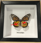 Danaus plexippus Monarch butterfly Female  # 75 ( special )