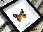 Dysphania subrepleta