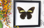 Butterfly frames Papilio aristeus Bits & Bugs 