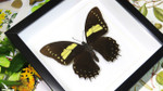 Butterfly frames Papilio aristeus Bits & Bugs 