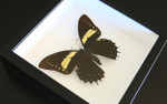 Butterfly frames Papilio aristeus Bits & Bugs 