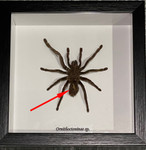 Tarantula spider species # Z ( special )