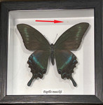  Papilio maackii ( summer ) # 6 ( special )