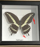 Papilio gigon label ( special )