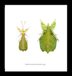 Leaf insect Phyllium bioculatum pulchrifolium Bits & Bugs 