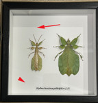 Phyllium  pulchrifolium Male female  # 72 ( special )