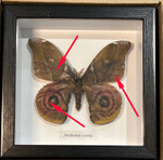 Antherina suraka  # Z ( special )