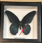 Papilio memnon agenor #2( special )