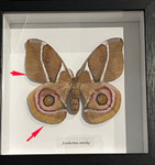  Antherina suraka # 22 ( special )