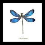 Dragonfly blue # 77 ( special )