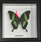  Papilio palinurus  #  34 (special )