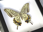 Papilio xuthus
