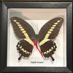 Papilio lormieri dorsal ( special )