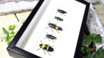 jewel beetles bugs insects  Bits & Bugs 