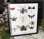 Beetle combination variation 3