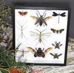 Beetle combination variation 4