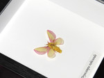 Dryocampa rubicunda # A- ( Rosy Maple Moth ) SPECIAL