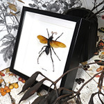  Pepsis heros GIANT spider wasp XL