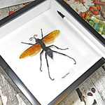 Pepsis heros wasp