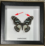 Graphium leonidas ( special )