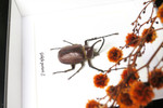 Real beetle Golofa porteri  Bits & Bugs 