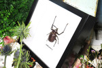 Real beetle Golofa porteri  Bits & Bugs 