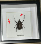 Golofa porteri ( special )