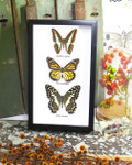 Australian framed butterfly  Bits & Bugs Graphium sarpedon,Danaus plexippus,papilio demoleus