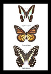 Australian framed butterfly  Bits & Bugs Graphium sarpedon,Danaus plexippus,papilio demoleus